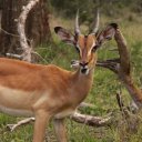 Impala
