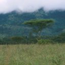 Despite the wet season downpours, a classic image of the African savannah is this flat topped acacia tree