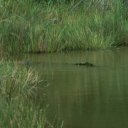 One of the scariest sights was this massive croc lying in ambush right in front of the lakeshore. The path which I was walking on passes right in front of it; good thing I noticed this predator