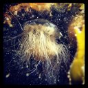 Beautiful jellyfish in waters near Lysekil