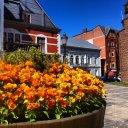 Flowers are blooming in Ystad, June