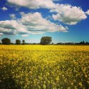 Gorgeous rapesee flowers, Skane