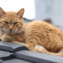 taiwan-countryside-10