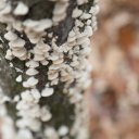 memphis-great-smoky-mountains-8