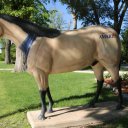 amarillo-dallas-texas-8