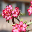 beautiful-bangkok-thailand-13