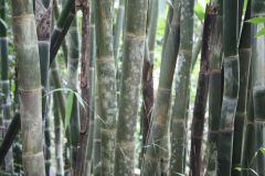 Thailand - North