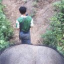 Chiang-Mai-Elephant