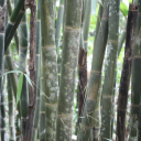 Chiang-Rai-Bamboo