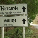 Chiang-Rai-Tea-Plantation-1