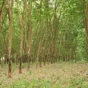 Chiang-Rai-Tea-Plantation-2