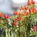 Chiang-Rai-Thailand-White-Temple-Khun-Korn-Waterfall-10