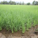 Chiang-Rai-Thailand-White-Temple-Khun-Korn-Waterfall-17