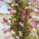 Orchids-Tea-Plantation-Chiang-Rai