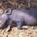 Piglet-Chiang-Mai