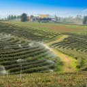 Tea-Chiang-Rai-Thailand