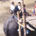 Thai-Elephant