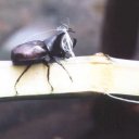 Thailand-Beetle