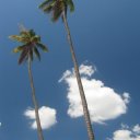 ao-nang-palms0