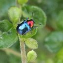 beetle-thai