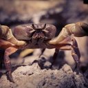 phang-nga-ta-chai-island-surin-25