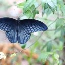 phulay-bay-krabi-thailand-34