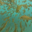 thai-fish-1