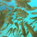 thai-fish-2