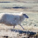 icelandic-sheep
