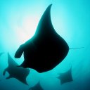 Mantas in Raja Ampat, Indonesia