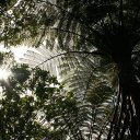 Fern tree in Abel Tasman Park, New Zealand