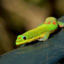 Hawaiian gecko