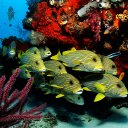 Banded sweetlips in Indonesia