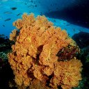 Seafan in shallow water, Indonesia