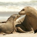 Australian Seals on Kangaroo Island, Australia