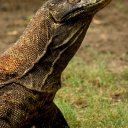 Komodo Dragon, Indonesia