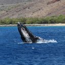 Humpback Whale, Maui