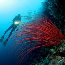 Red Whip Coral, Wakatobi, Indonesia