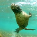 Sea lion, Carnac Island, Western Australia