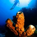 Sponge and diver, Papua New Guinea