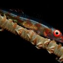whip goby, PNG
