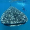 Whale shark and diver, Mozambique