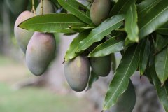 Tropical Fruit