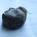 1_black-sapote