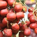 Chontaduro-Fruit