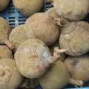 Sapote