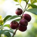 Strawberry-Guavas