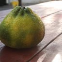 Ugli-Fruit