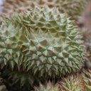 durian-thailand