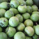 black-sapote